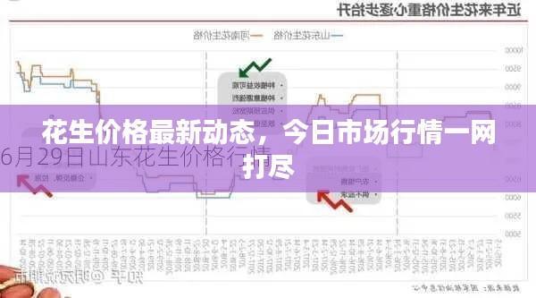 花生价格最新动态，今日市场行情一网打尽